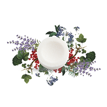 Evergreen & Currant